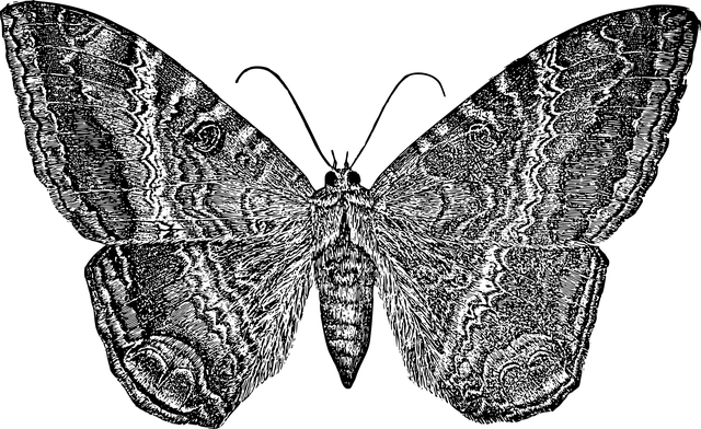 Vlinder, Mot, Insect, Vleugels, Dier