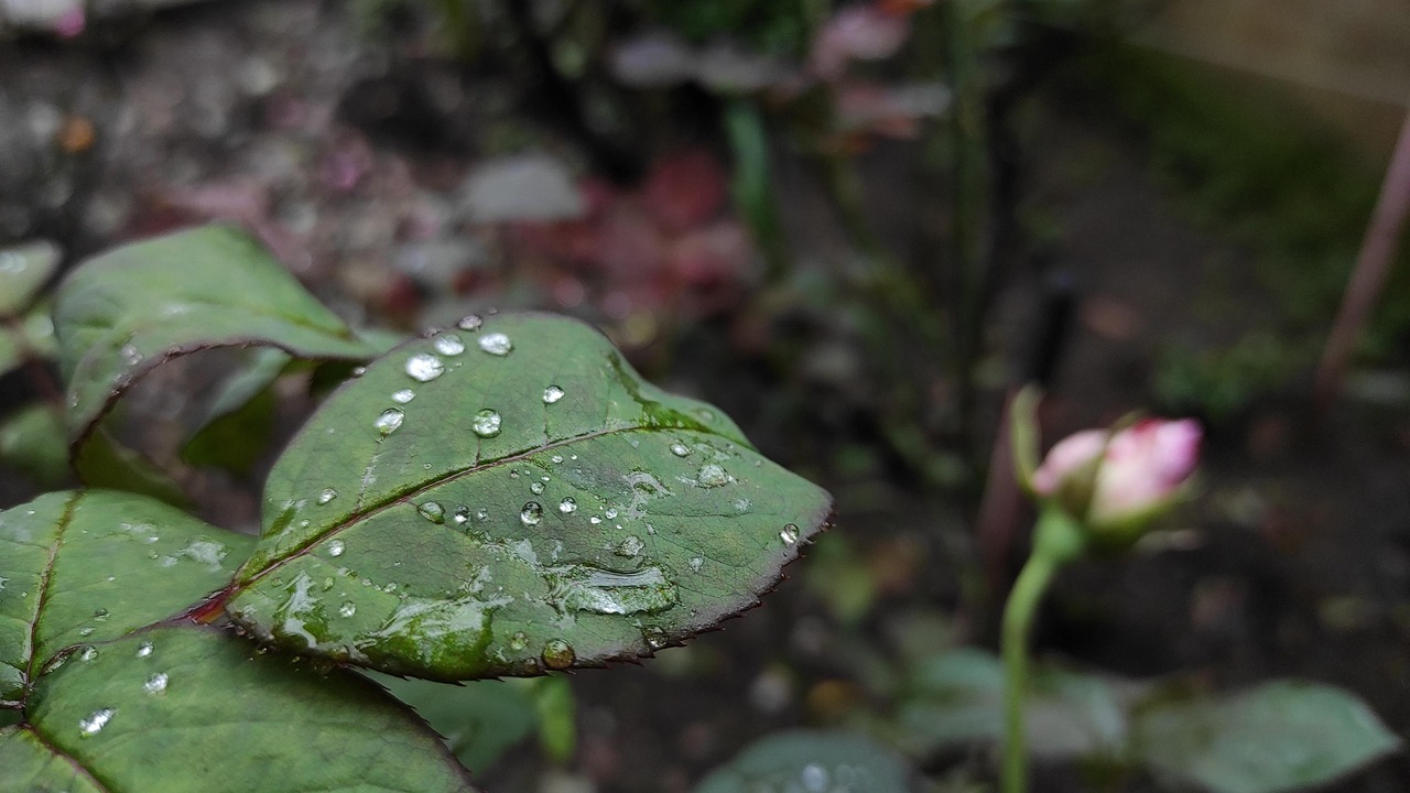 How Deep To Plant A Rose Bush