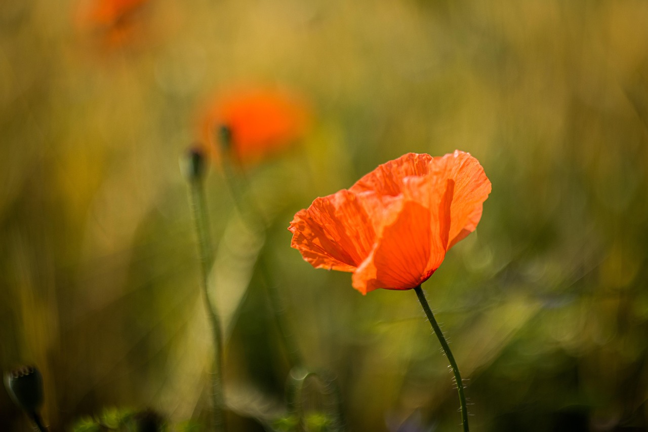 罂粟 红罂粟 红花 - Pixabay上的免费照片 - Pixabay