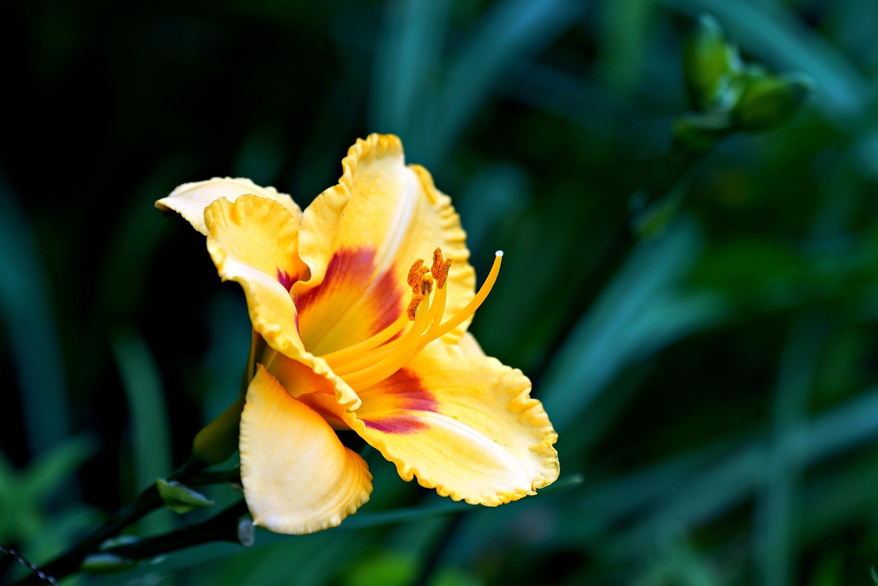 Lily Flower Plant Yellow Free Photo On Pixabay Pixabay Lily flower plant yellow free photo on pixabay pixabay