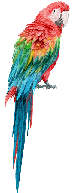 Free scarlet macaw parrot bird illustration
