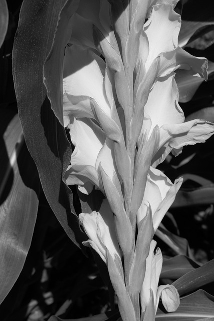 Free Flower Gladiolus photo and picture