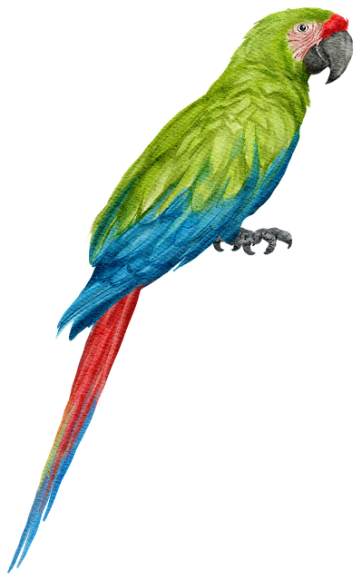 Guacamayo, Loro, Pájaro, Animal, Plumaje