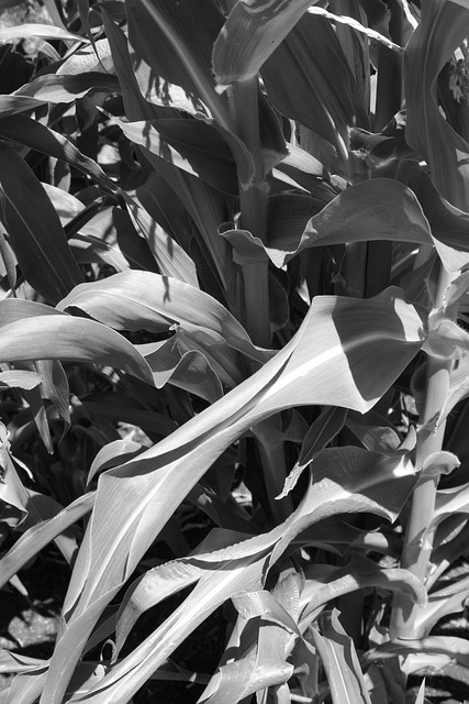 Free Corn Leaf photo and picture