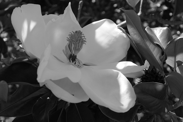 Free Magnolia Flower photo and picture