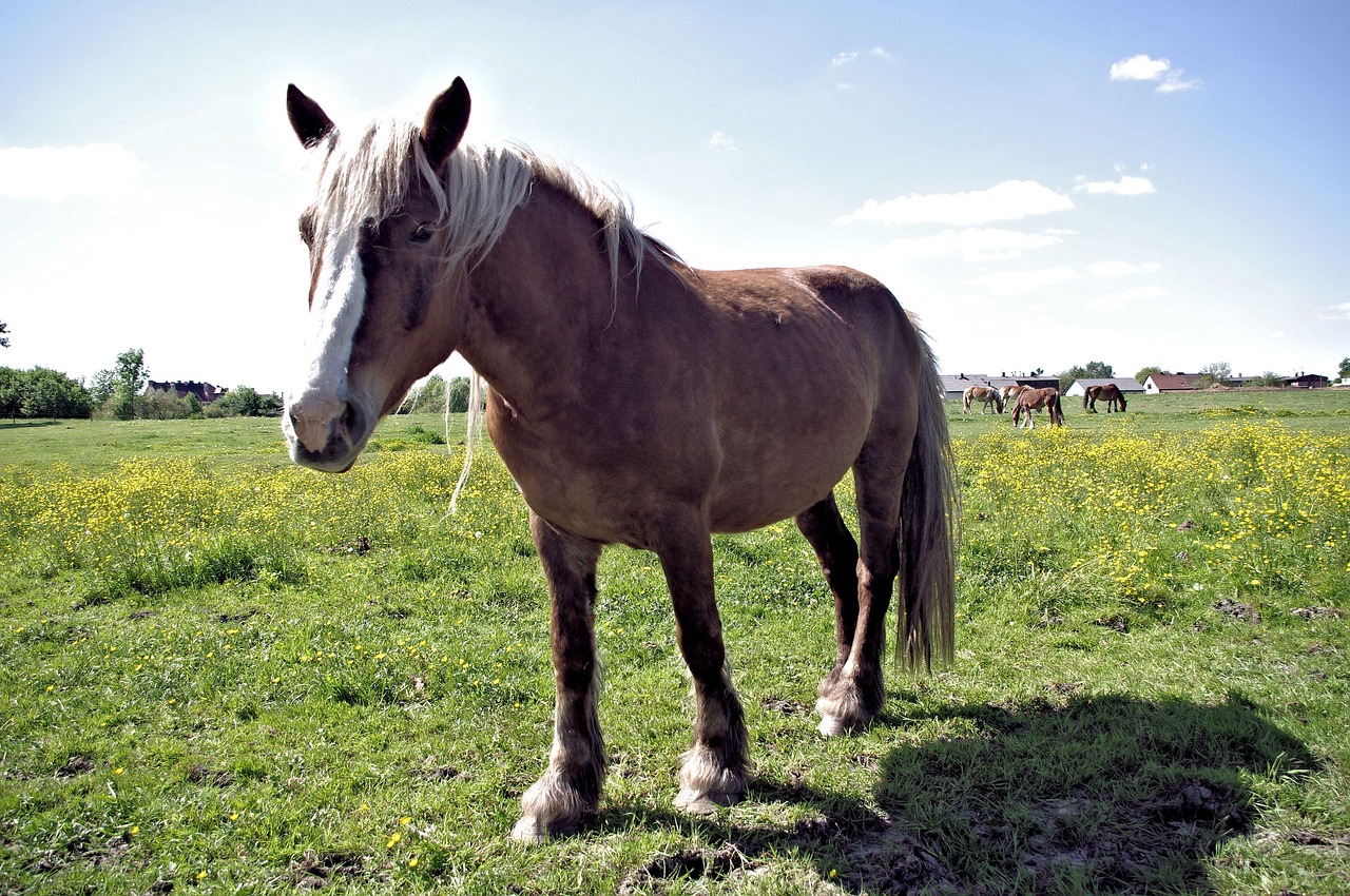 Cavalo Animal Mamífero - Foto gratuita no Pixabay - Pixabay