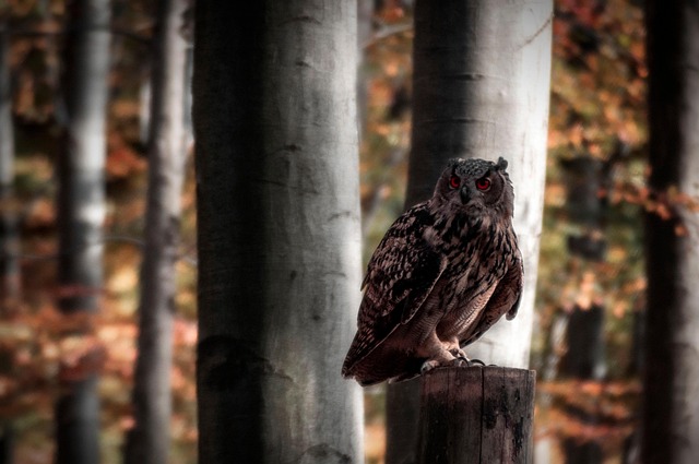 Waldkauz, Eule, Vogel, Tier, Tierwelt