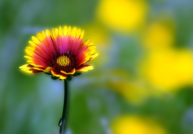 Free Flower Wildflower photo and picture