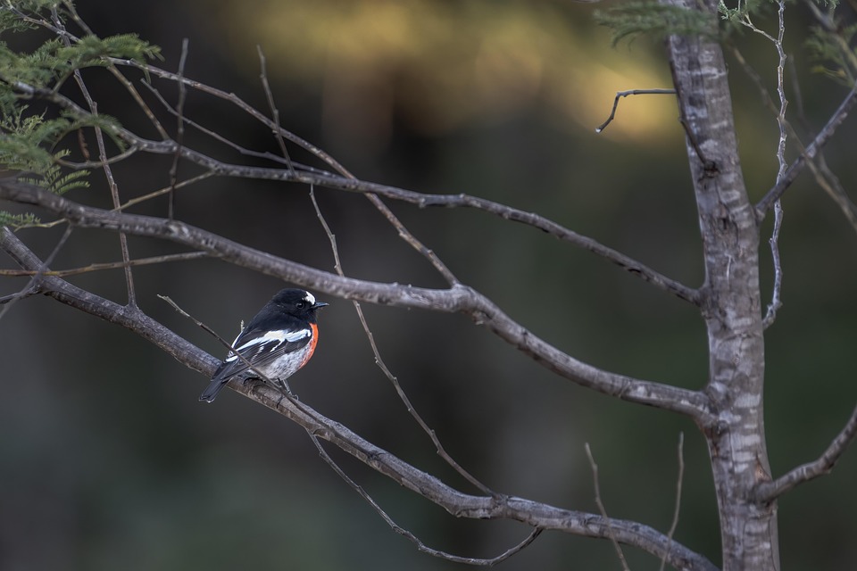 scarlet-robin-7298311_960_720.jpg