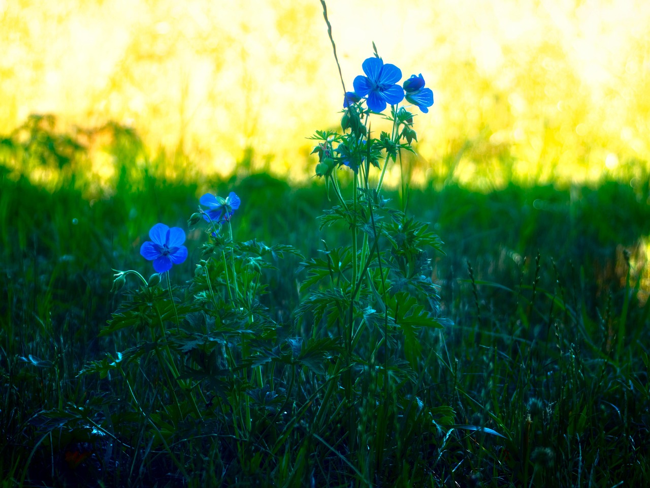 Flower Plants Backlighting Free photo on Pixabay Pixabay