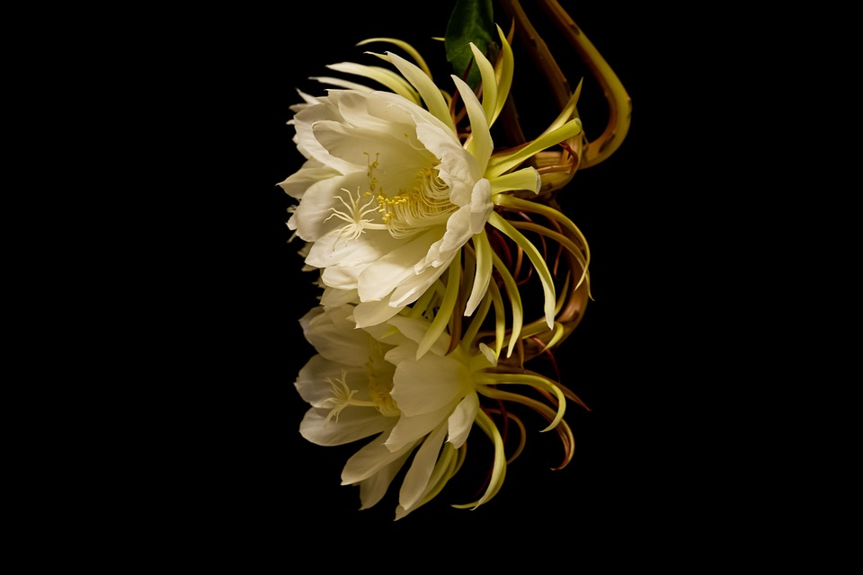 夜の女王 フラワーズ 植物 Pixabayの無料写真