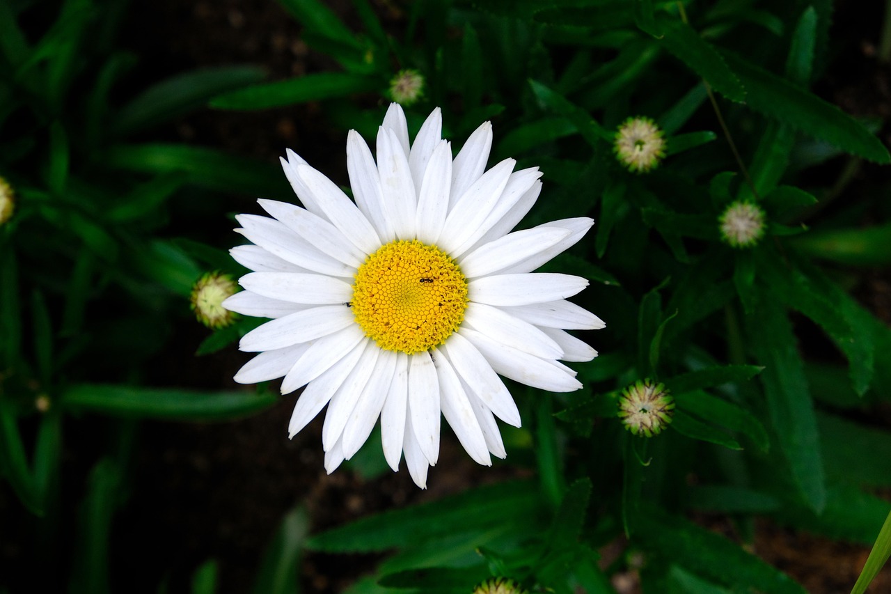 데이지 꽃 흰 - Pixabay의 무료 사진 - Pixabay