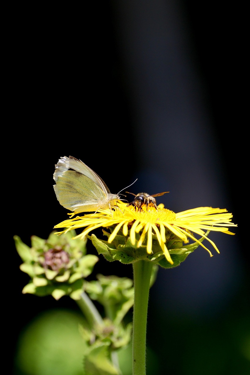 Butterfly Flower Pollinate Free photo on Pixabay Pixabay