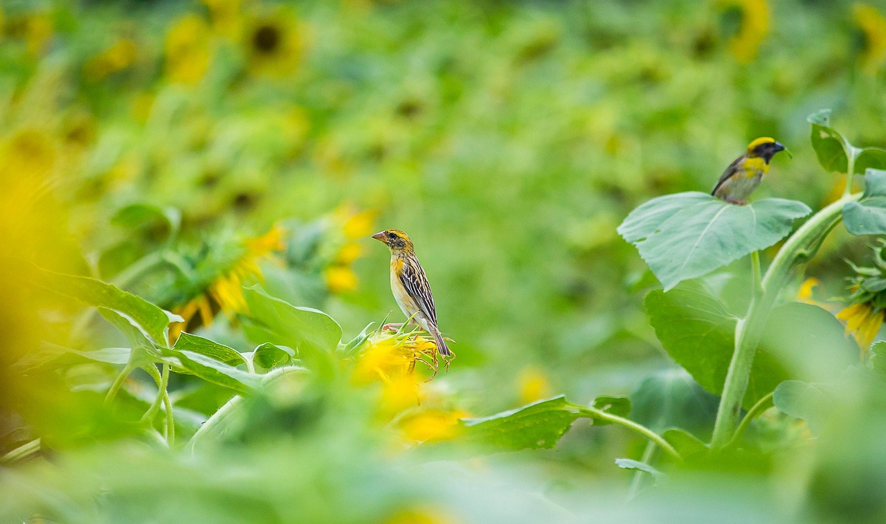 Birds Sunflowers Sunflower Field Free photo on Pixabay Pixabay