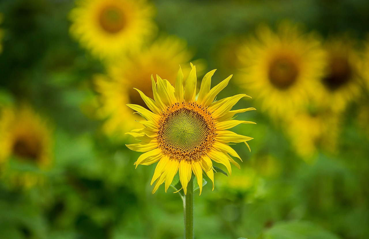 向日葵 向日葵的字段 黄色的花 - Pixabay上的免费照片 - Pixabay