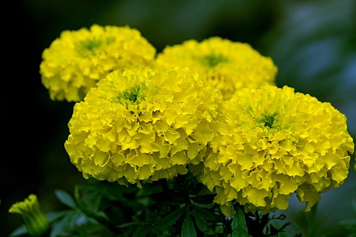 超过400 张关于 黄色的万寿菊 和 万寿菊 的免费图片 Pixabay