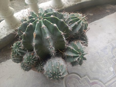 Free Beautiful Cactus Green Cactus photo and picture