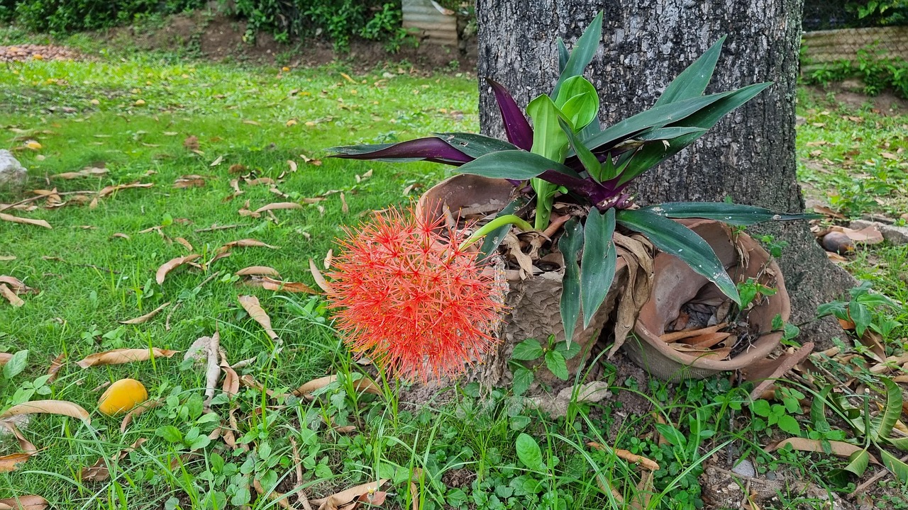 Ball-Of-Fire Flower Bulb Ball Of - Free photo on Pixabay - Pixabay