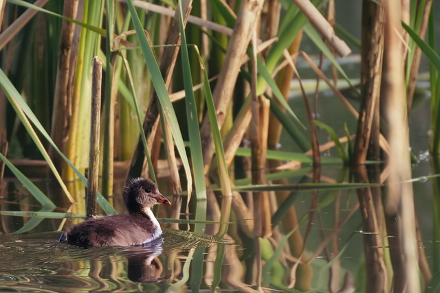 Free Chick Coot photo and picture