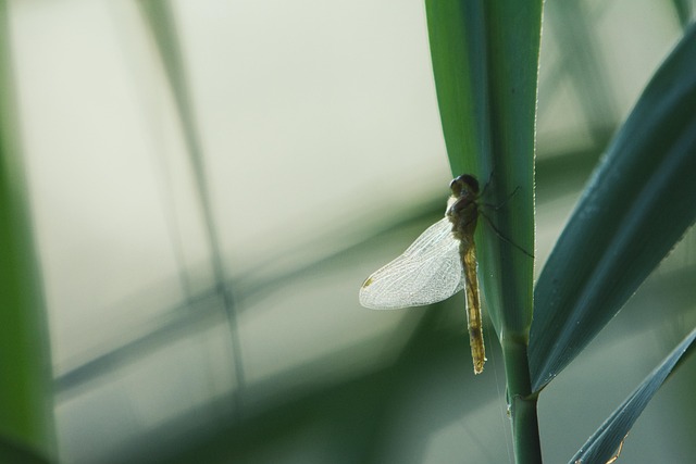 Free Dragon-Fly Insect photo and picture