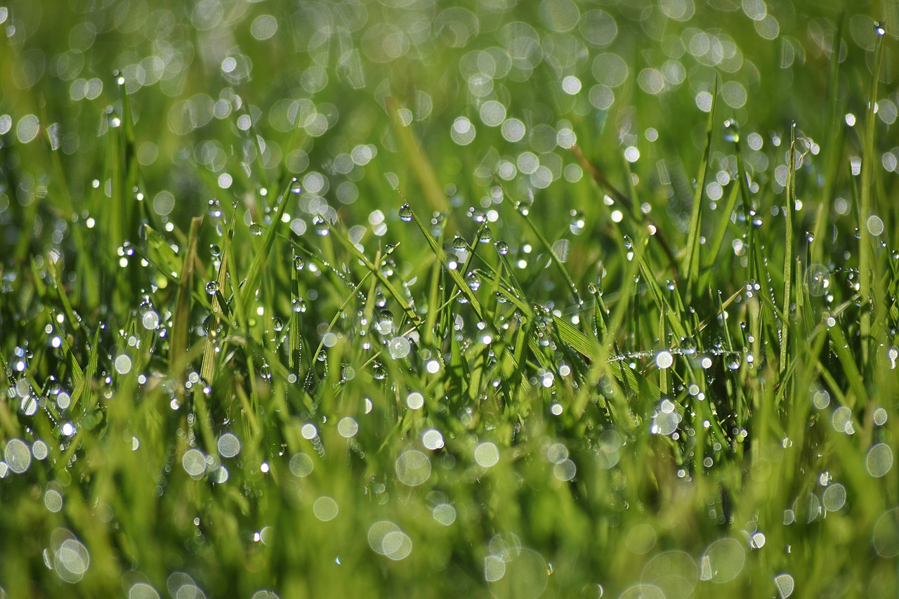 Download Dew Drops Grass Wallpaper Drops, Dew, The Blade Of Grass For