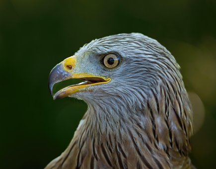 Adler, Vogel, Tier, Greifvögel, Federn