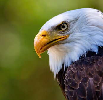 Adler, Vogel, Tier, Greifvögel, Federn