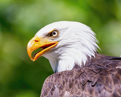 Adler, Vogel, Tier, Greifvögel, Federn