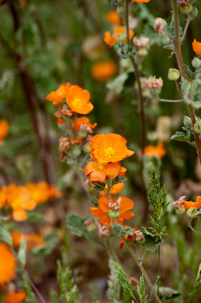 Wildflowers Flowers Orange Free photo on Pixabay Pixabay