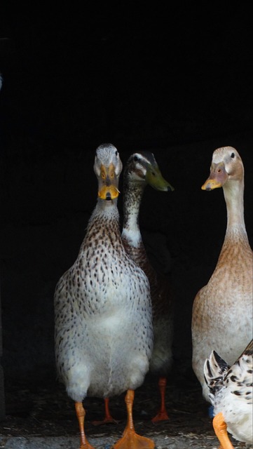 Enten, Laufenten, Wasservogel, Tier