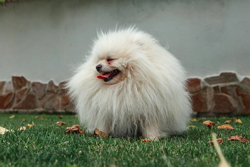 Pommersche, Natur, Hund, Haustier, Tier