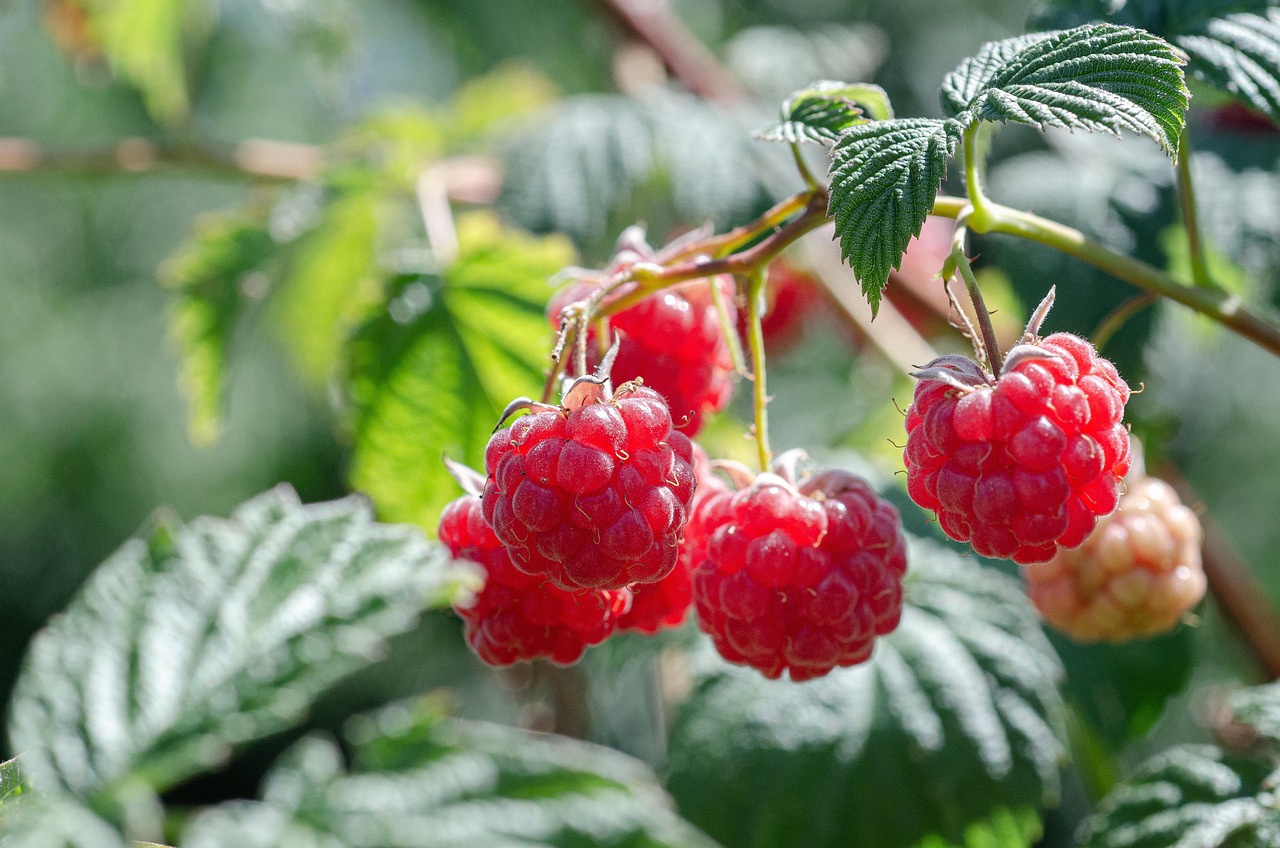 Raspberries Fruits Food Free photo on Pixabay Pixabay