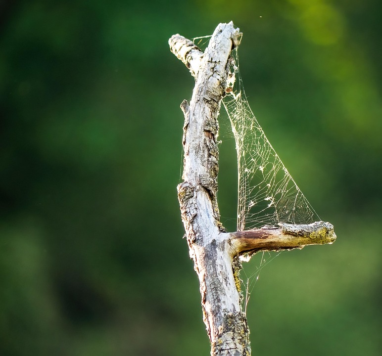 spider-web-7300001_960_720.jpg