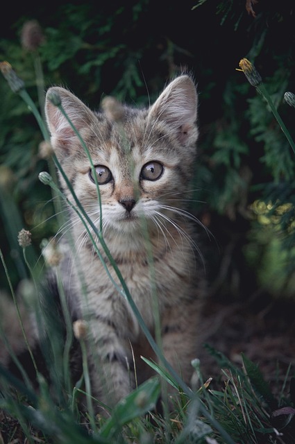 Gato, Gatinho, Bicho De Estimação
