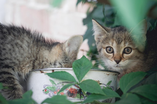 Gatos, Gatinhos, Animais De Estimação