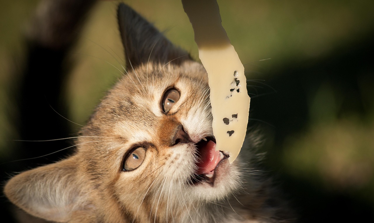 Cat Cheese Food Free photo on Pixabay Pixabay