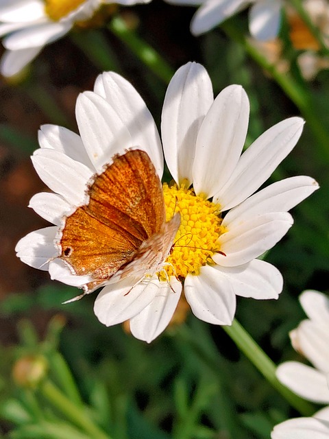 Free Butterfly Moth photo and picture
