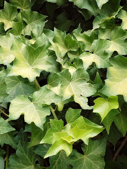 Free Ivy Plant photo and picture