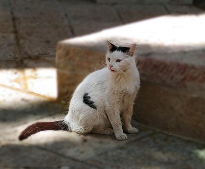 Free Cat Israel photo and picture