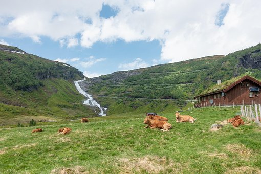 Vandfald, Natur, Vej, Køer, Himmel