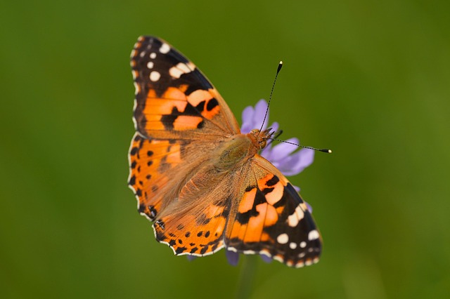 Free Painted Lady Butterfly photo and picture