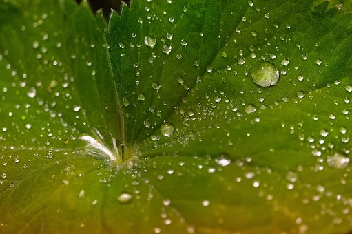 Free Raindrops Leaf photo and picture