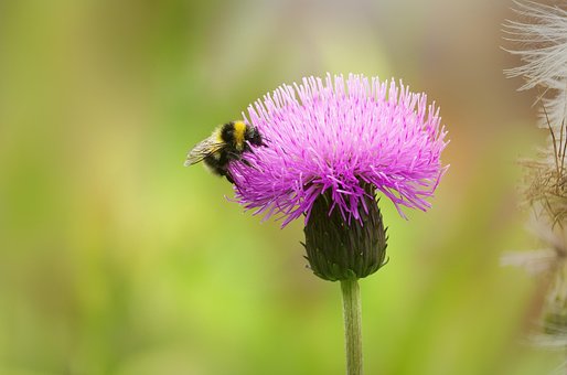 Free Bee Insect photo and picture