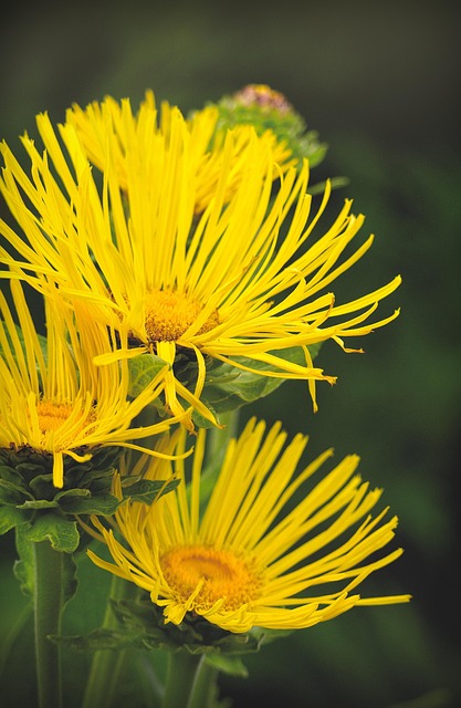 Free Elecampane Flowers photo and picture