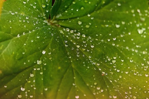 Free Raindrops Leaf photo and picture