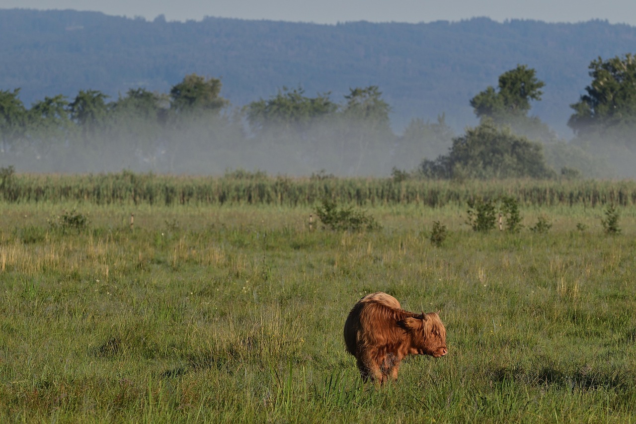 Highland Cattle - free online jigsaw puzzle photo