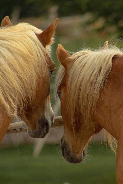 Free Horses Fauna photo and picture