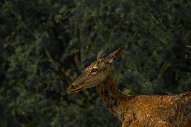 Free Red Deer Deer photo and picture
