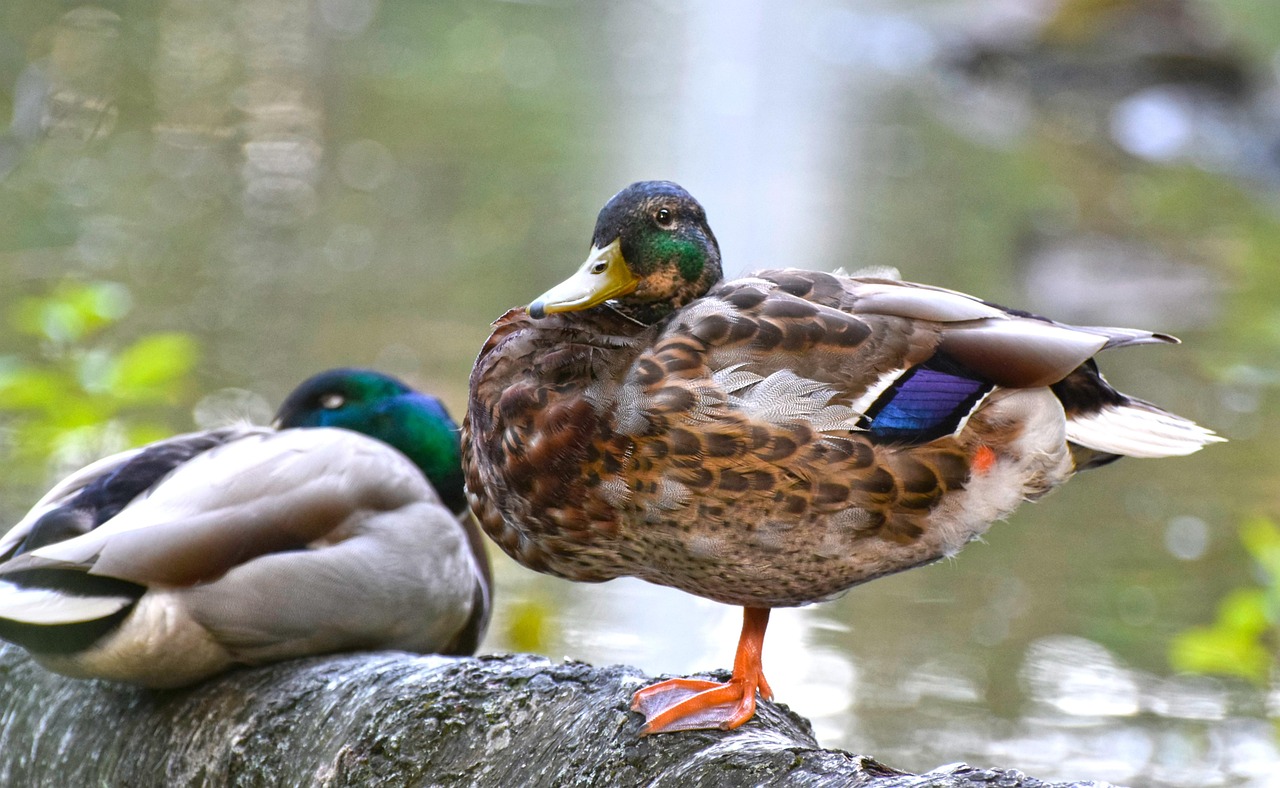 https://cdn.pixabay.com/photo/2022/07/04/12/55/mallard-7301113_1280.jpg