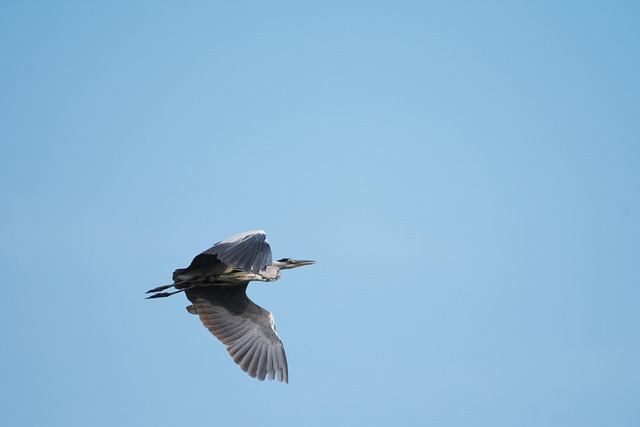 Free Heron Grey Heron photo and picture